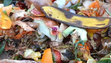 The Greens and Browns of Your Compost Image